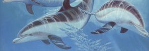 Guy Harvey Header